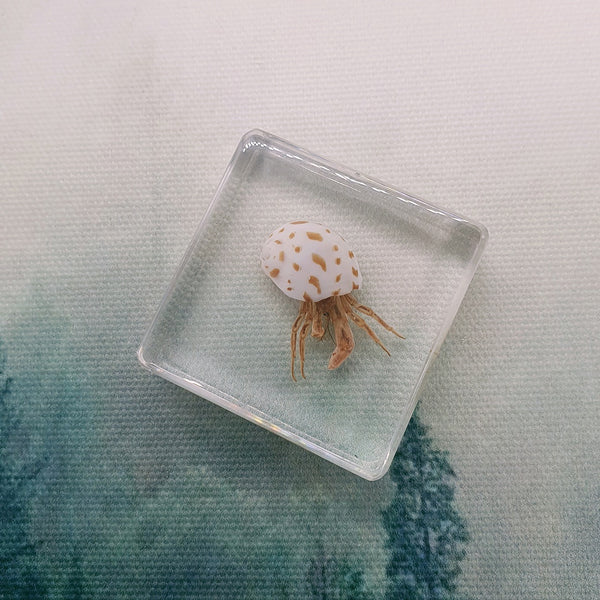 Hermit Crab Embedded in 38mm Square Resin Block