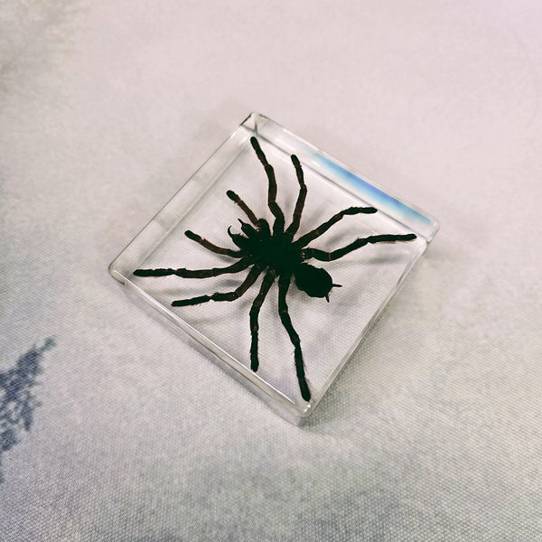 Tarantula Embedded in 75mm Square Resin Block