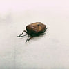 Stink Bug (Tessaratoma Conspersa) Dehydrated Specimen