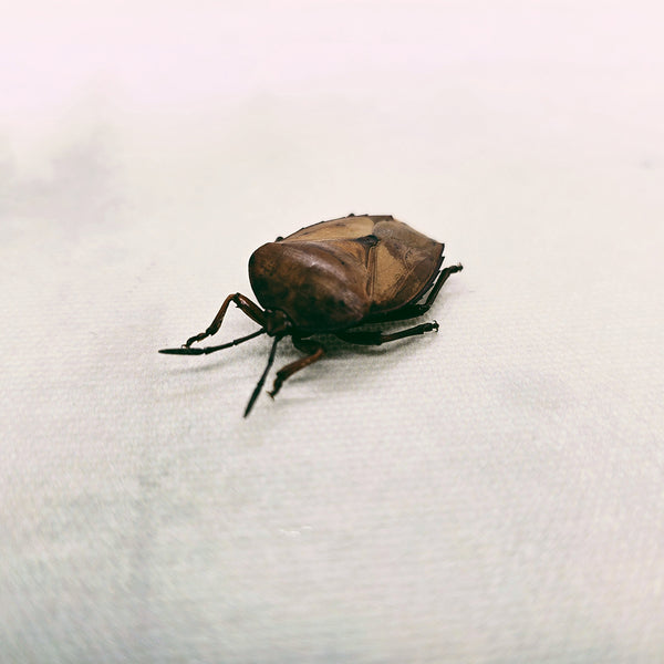 Stink Bug (Tessaratoma Conspersa) Dehydrated Specimen