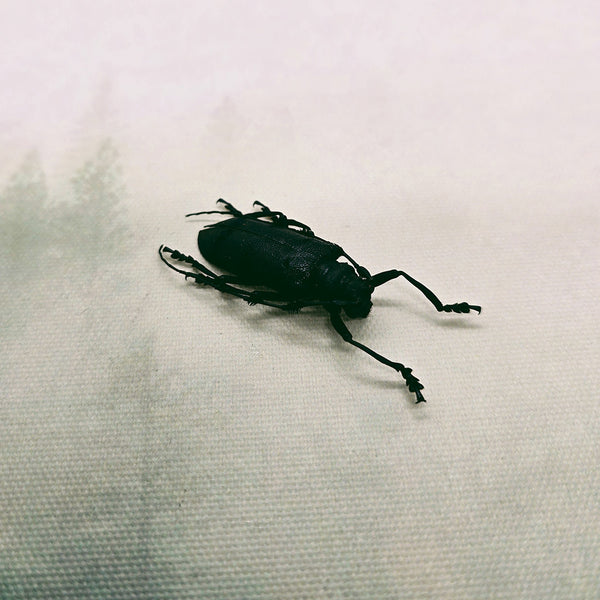 Green Longhorn Beetle (Thysia Wallichii Tricincta) Dehydrated Specimen