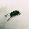 Green Longhorn Beetle (Thysia Wallichii Tricincta) Dehydrated Specimen