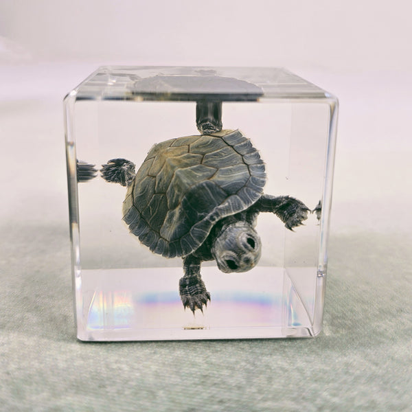 Turtle Specimen Embedded in 50mm Resin Cube