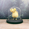 Two-Headed Taxidermy Yellow Duckling in Dome