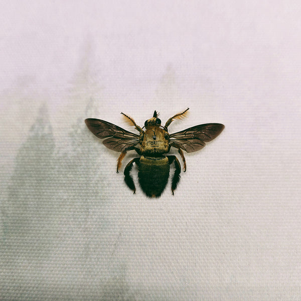 Carpenter Bee (Xylocopa Aestuans) Male Dehydrated Specimen
