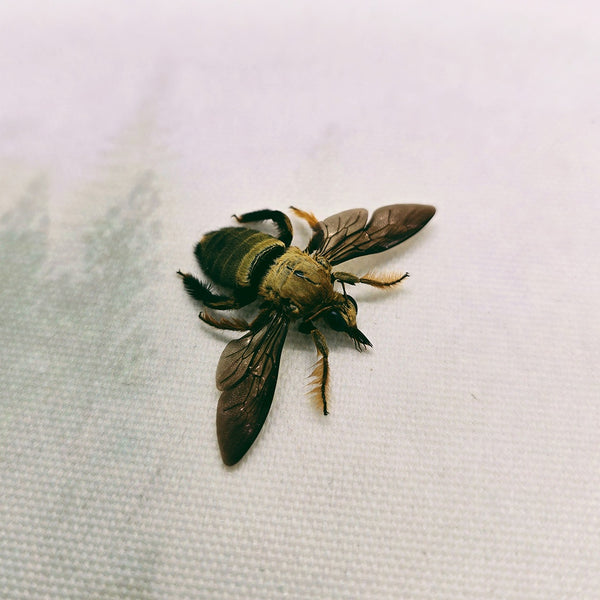Carpenter Bee (Xylocopa Aestuans) Male Dehydrated Specimen