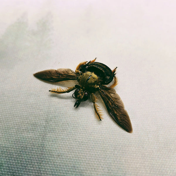 Carpenter Bee (Xylocopa Celebensis) Dehydrated Specimen