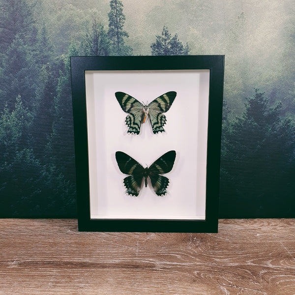 Butterfly & Moth Frames