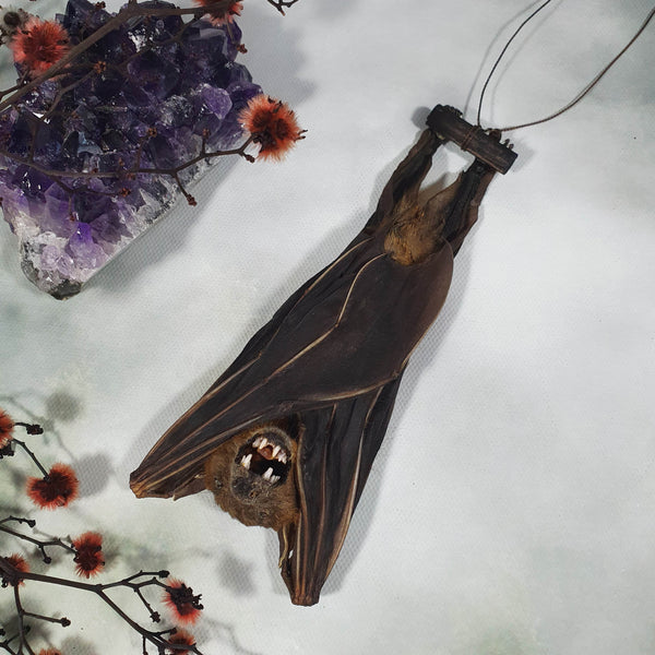 Short-Nosed Fruit Bat (Cynopterus Brachyotis) - Hanging