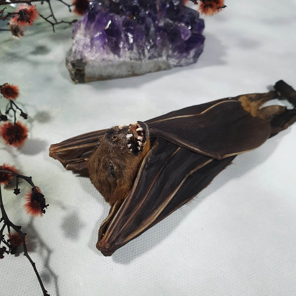 Short-Nosed Fruit Bat (Cynopterus Brachyotis) - Hanging