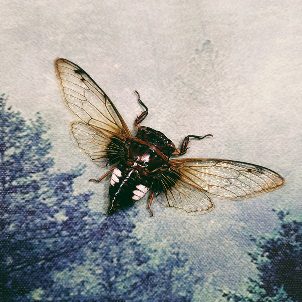 Dessicated Insects Dehydrated Flying Insect Specimens