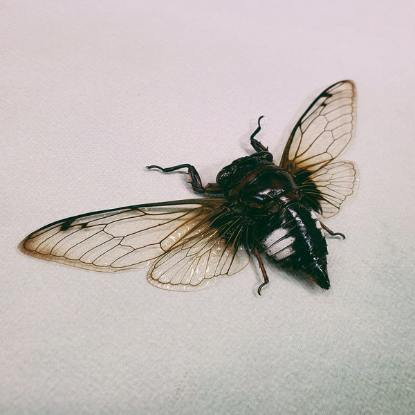 Black Clearwing Cicada (Cryptotympana Acuta) Dehydrated Specimen