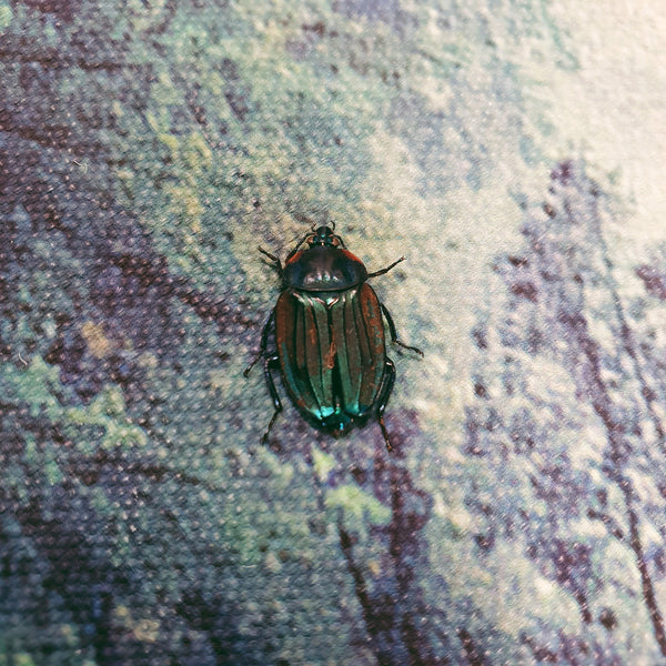 Blue Silphidae Beetle (Necrophila Renatae) Dehydrated Specimen