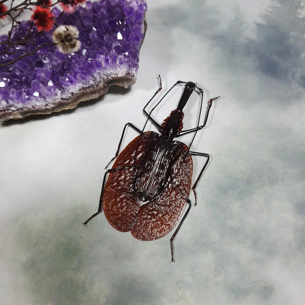 Violin Beetle (Mormolyce Phyllodes) Dehydrated Specimen