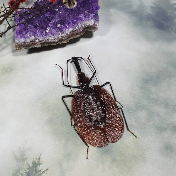 Violin Beetle (Mormolyce Phyllodes) Dehydrated Specimen