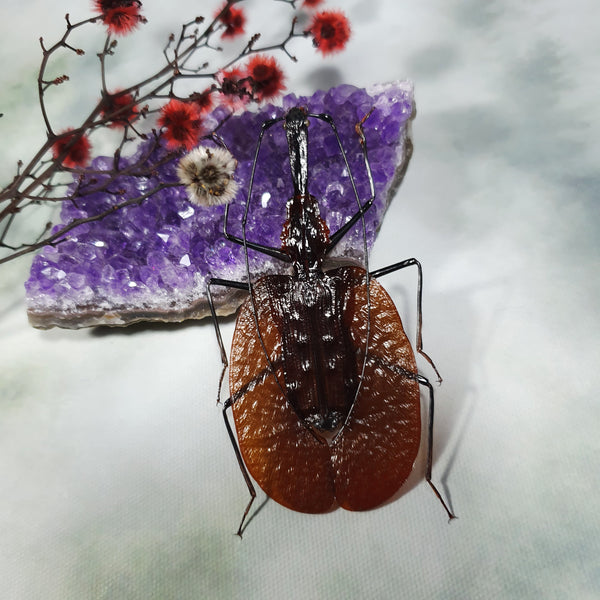 Violin Beetle (Mormolyce Phyllodes) Dehydrated Specimen