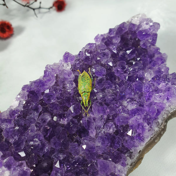 Gold Dust Weevil (Hypomeces Squamosus) Dehydrated Specimen