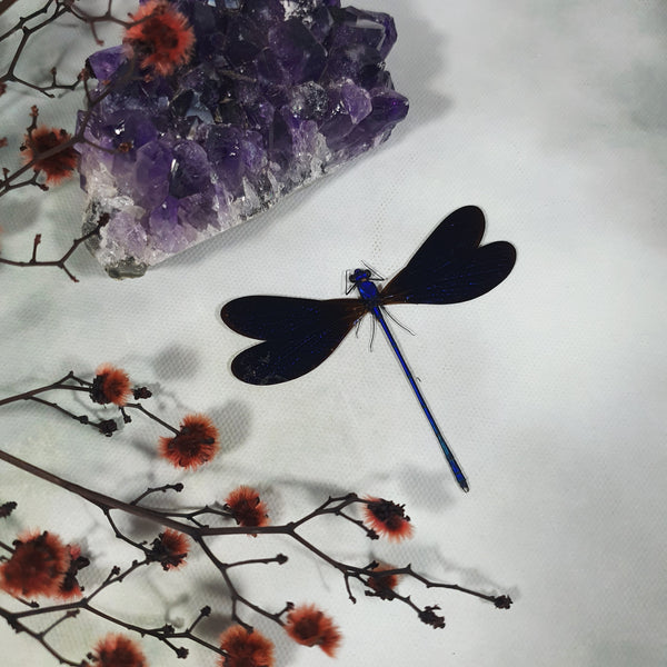 Male Broad-Winged Damselfly (Vestalis Luctuosa) Dehydrated Specimen