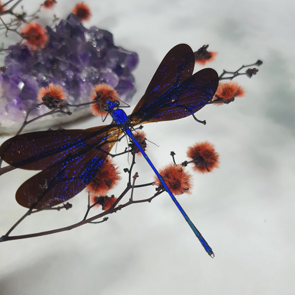 Male Broad-Winged Damselfly (Vestalis Luctuosa) Dehydrated Specimen