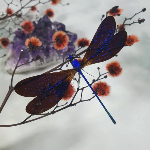 Male Broad-Winged Damselfly (Vestalis Luctuosa) Dehydrated Specimen