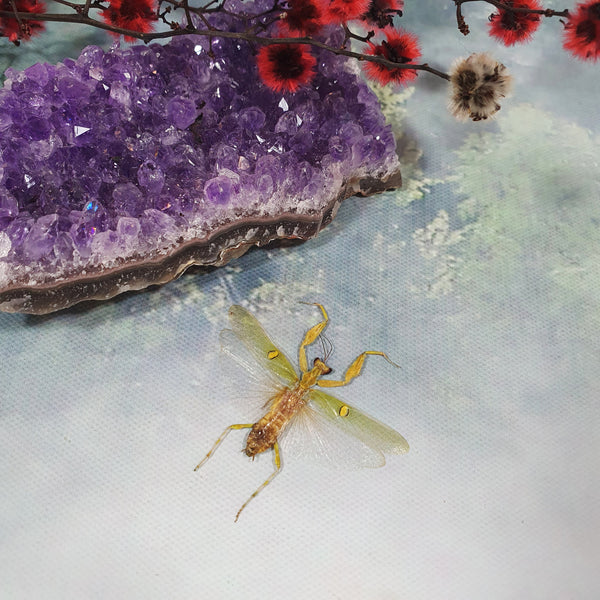 Jewelled Flower Mantis (Creobroter Gemmatus) Male Dehydrated Specimen