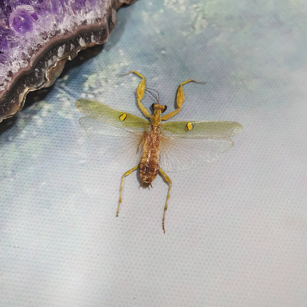 Jewelled Flower Mantis (Creobroter Gemmatus) Male Dehydrated Specimen