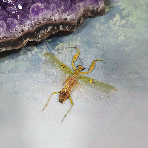 Jewelled Flower Mantis (Creobroter Gemmatus) Male Dehydrated Specimen