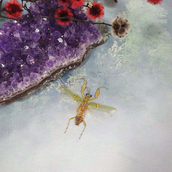 Jewelled Flower Mantis (Creobroter Gemmatus) Male Dehydrated Specimen