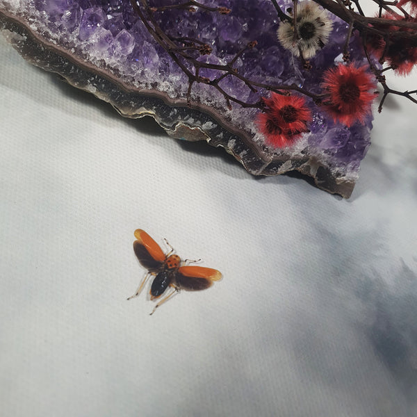 Bothrogonia Addita Orange Planthopper Dehydrated Specimen