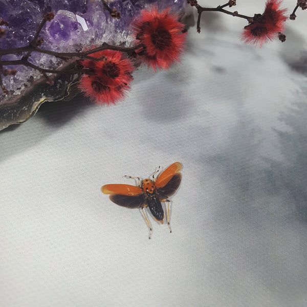 Bothrogonia Addita Orange Planthopper Dehydrated Specimen