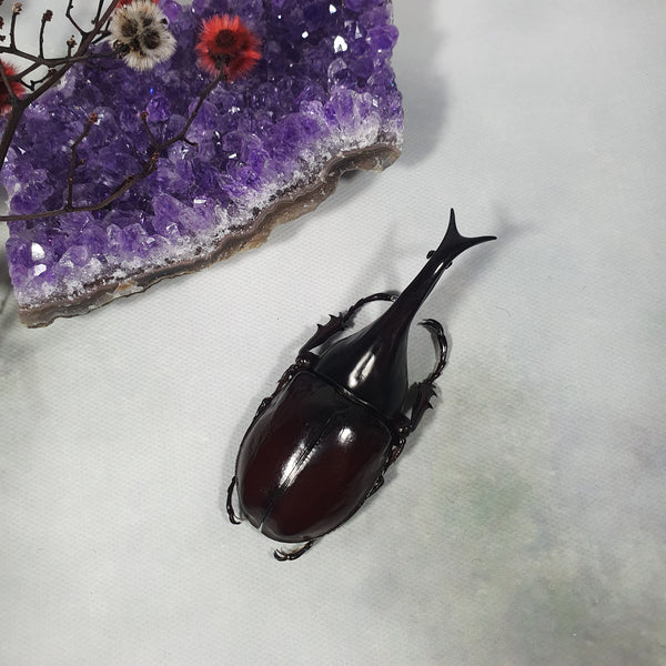 Brown Rhinoceros Beetle (Xylotrupes Gideon) Dehydrated Specimen