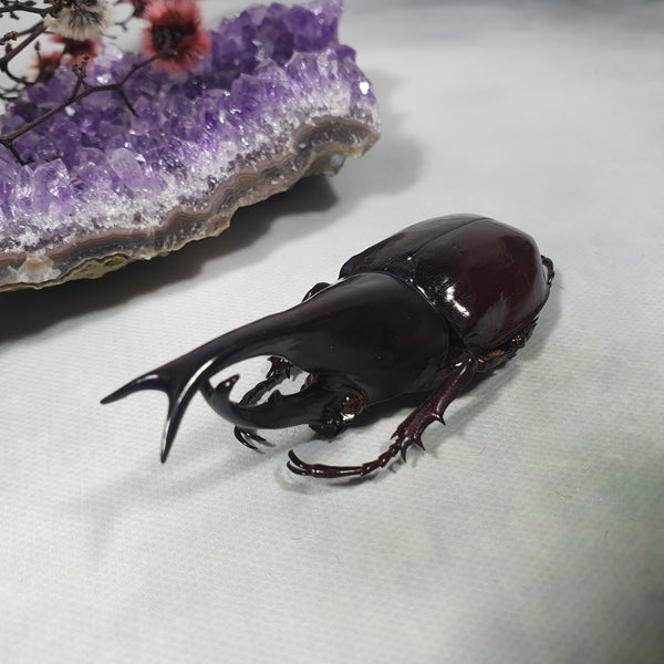 Brown Rhinoceros Beetle (Xylotrupes Gideon) Dehydrated Specimen