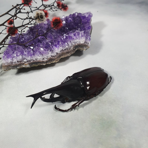 Brown Rhinoceros Beetle (Xylotrupes Gideon) Dehydrated Specimen