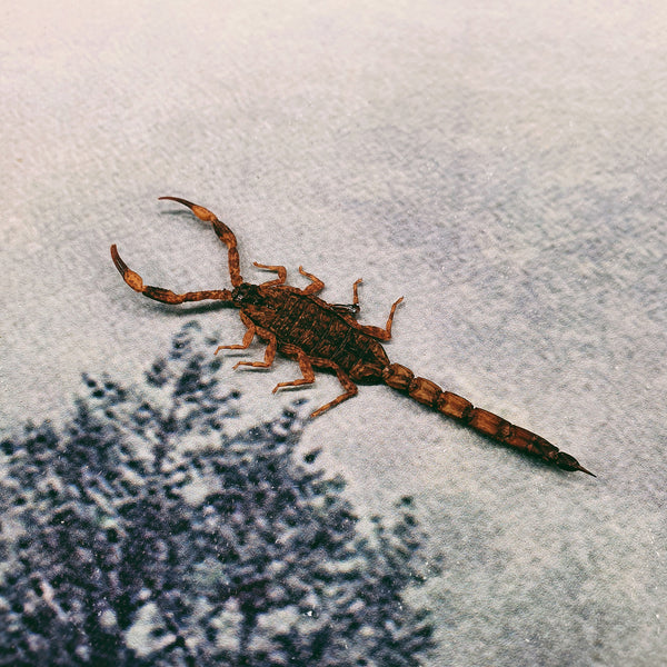 Armor Tail Scorpion (Mesobuthus Martensii) Dehydrated Specimen