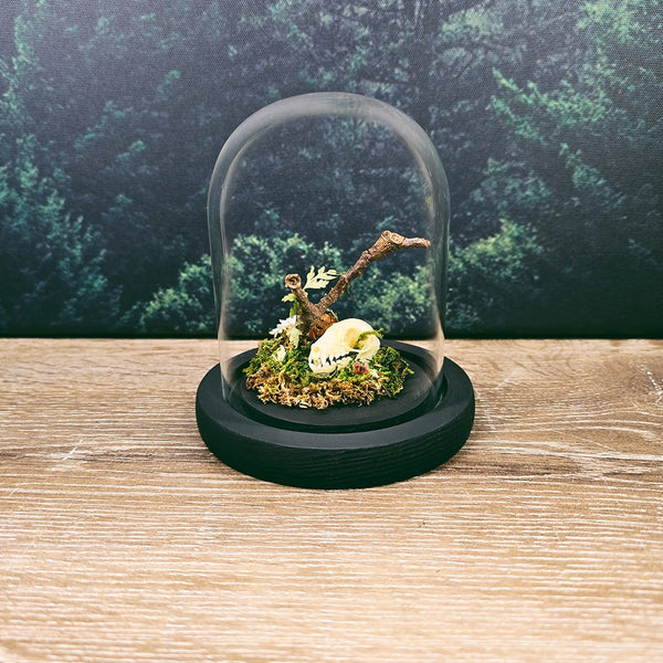 Bat Skull on Moss Environment in 13cm Glass Dome