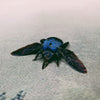 Blue Carpenter Bee (Xylocopa Caerulea) Female Dehydrated Specimen