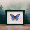 Morpho Didius Giant Blue Morpho Butterfly In Frame