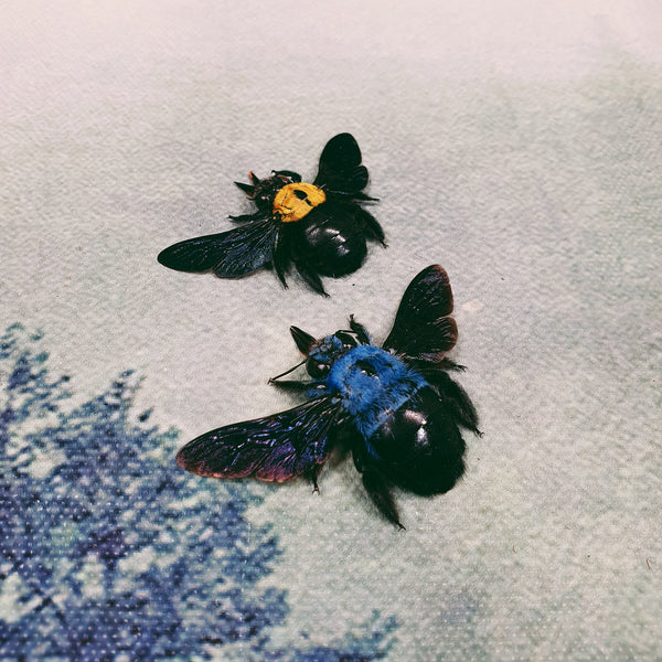Blue Carpenter Bee (Xylocopa Caerulea) Female Dehydrated Specimen