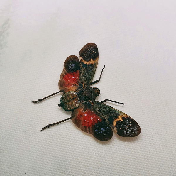 Colourful Planthopper (Penthicodes Farinosa) Dehydrated Specimen