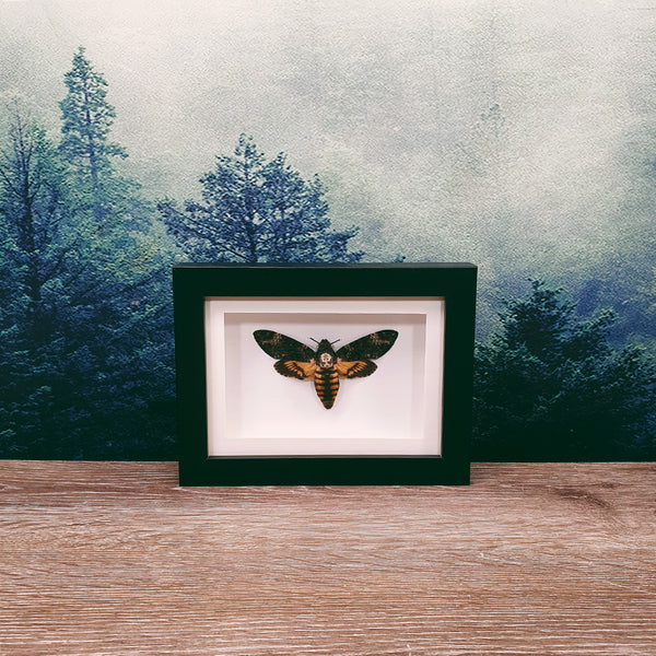 Butterfly + Moth Frames