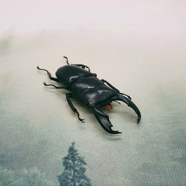 Stag Beetle (Dorcus Titanus) Dehydrated Specimen
