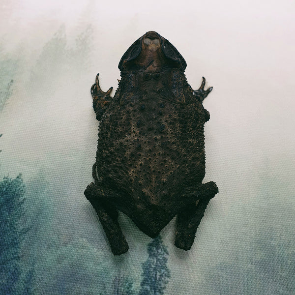 Asian Common Toad (Duttaphrynus Melanostictus) Dehydrated Specimen