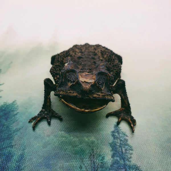 Asian Common Toad (Duttaphrynus Melanostictus) Dehydrated Specimen