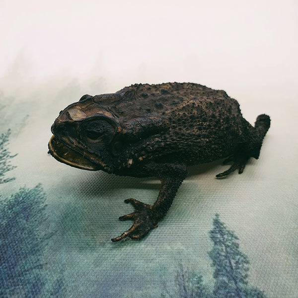 Asian Common Toad (Duttaphrynus Melanostictus) Dehydrated Specimen