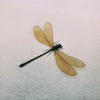 Female Broad-Winged Damselfly (Vestalis Luctuosa) Dehydrated Specimen