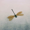 Female Broad-Winged Damselfly (Vestalis Luctuosa) Dehydrated Specimen