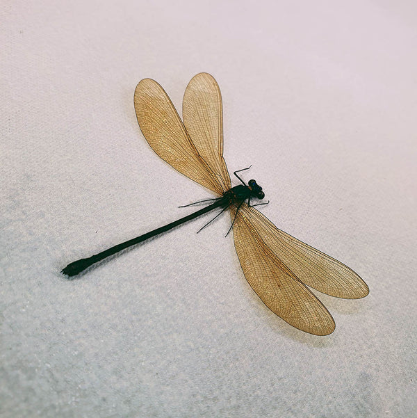 Female Broad-Winged Damselfly (Vestalis Luctuosa) Dehydrated Specimen