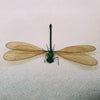 Female Broad-Winged Damselfly (Vestalis Luctuosa) Dehydrated Specimen