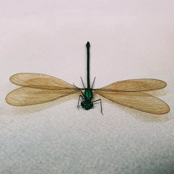Female Broad-Winged Damselfly (Vestalis Luctuosa) Dehydrated Specimen