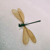 Female Broad-Winged Damselfly (Vestalis Luctuosa) Dehydrated Specimen